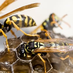 Study notes on Biological Control Biology Discussion