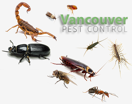 Biological Pest Control Fail Terminix Canada Toronto